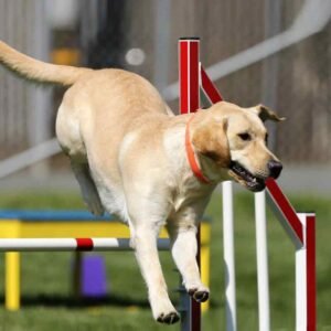 PawTraining